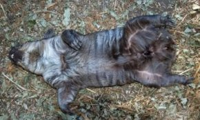 Wombat dormido - no muerto