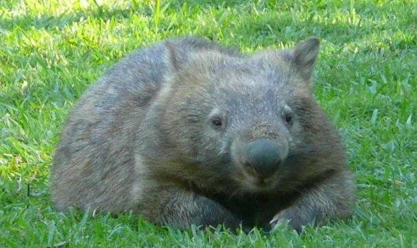wombat nariz descubierta reclinada