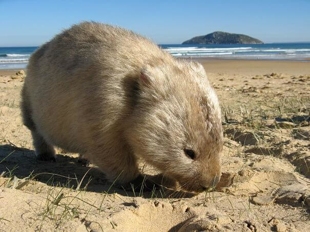wombat nariz desnuda en la playa