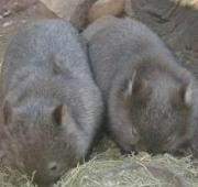 Wombat (Vombatus Ursinus)