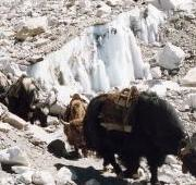 Yak en camino al campamento base del Everest