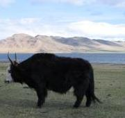 Yak en Mongolia
