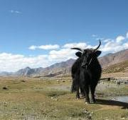 Yak visto en el valle de Markha, Ladakh.