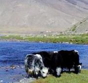 Yaks en Mongolia