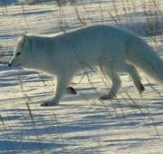Zorro polar (Parque Nacional de Wapusk, Manitoba, Canadá)